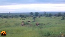 6 Male Lions Together - Latest Sightings  Elephants - Latest Wildlife Sightings