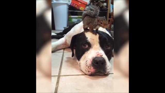 Dog protects Squirrel on head from Cat
