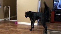 Dog Won't Leave Rug to Get Toy