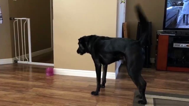 Ce chien s'est fixé un défi impossible. Tellement marrant!