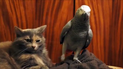 The most annoying friend of all-time! Cat vs parrot