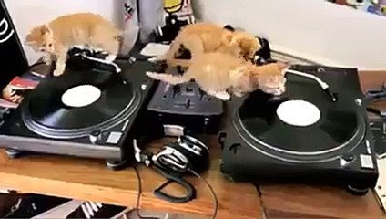 DJ Cats Playing Music