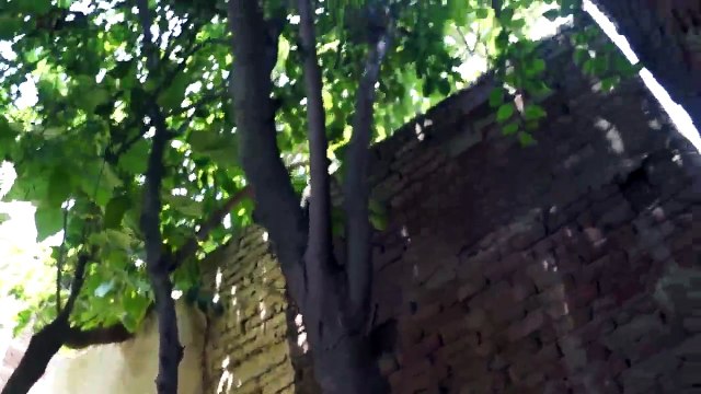 How can Mother Bird Love Her Child