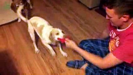 Funny Dogs Sliding on Wood Floors Compilation