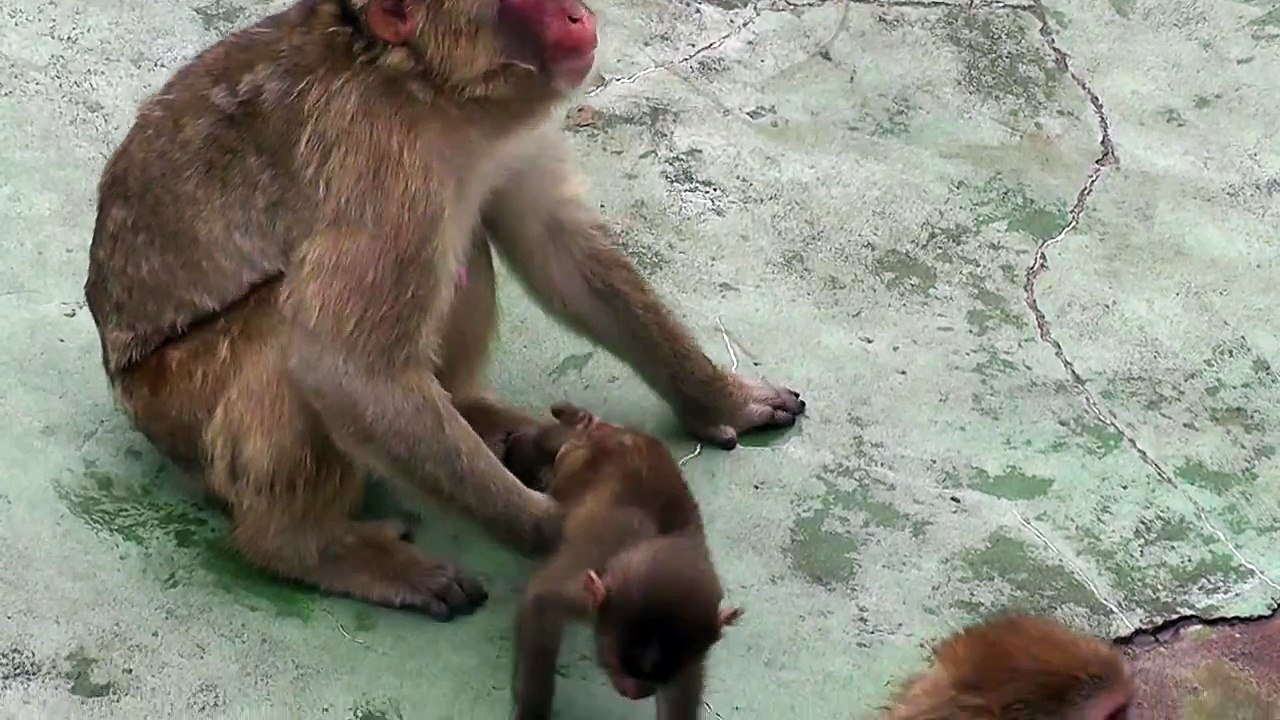 Baby Monkey. 母猿を呼ぶ赤ちゃん猿（釧路動物園）