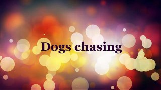 Dogs chasing, funny videos,funny animals ,lol, funny clips, comedy movies, funny pictures