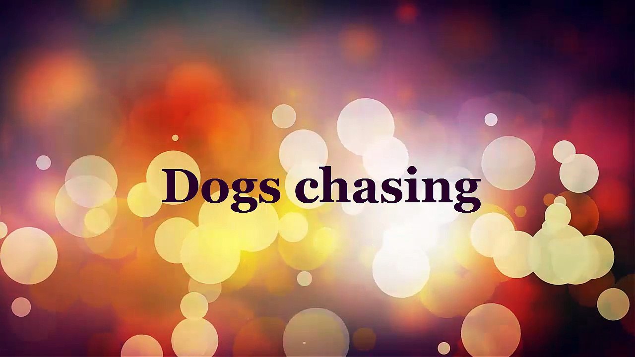 Dogs chasing, funny videos,funny animals ,lol, funny clips, comedy movies, funny pictures