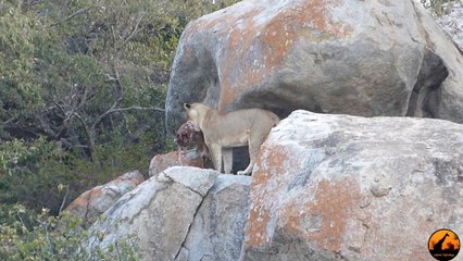 Lioness vs Leopard - 9 July 2013 - Latest Sightings