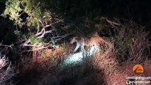 Crocodile Tries to Steal Lion's Kill. Hyenas and a Leopard Watch