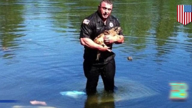 Полицейский-герой спас тонущую чихуахуа