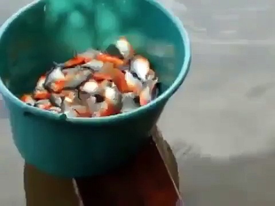 Ловля пираний