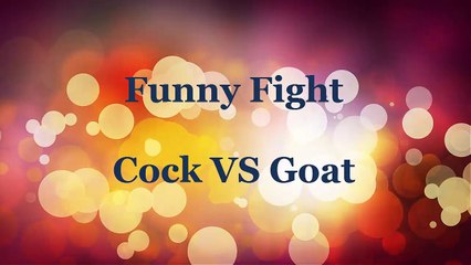 Download Video: funny fight cock vs goat/ funny videos/funny animals/ funny cat videos /lol/ funny clips/ comedy movies/ funny pictures/ funny images/ funny pics