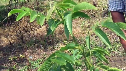 Sakarya Fernor Cevizi Ronde de Montignac Tozlayıcı Fidanı Gübre Kil Kist Tabakalı Toprak