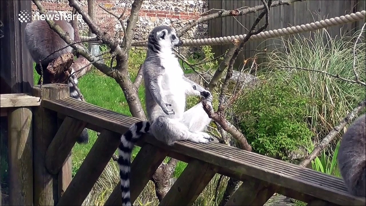 A lemur 'meditating' in the sun