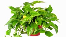 Top 10 Indoor Houseplants For Air Purification