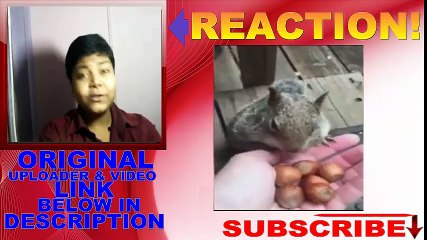 A legend in the squirrel community REACTION!