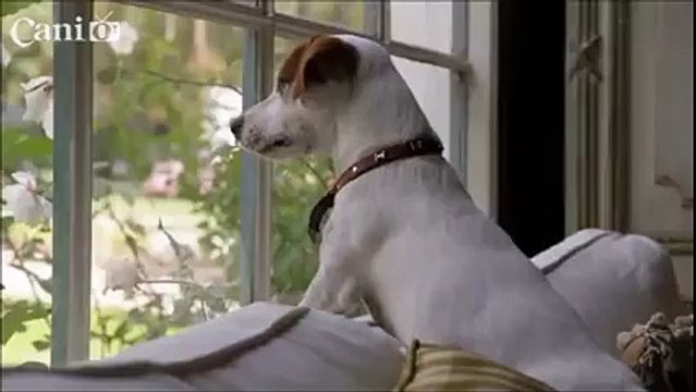 QUANTO SEI IMPORTANTE PER IL TUO CANE