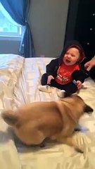 One baby plus two pugs results in the perfect video