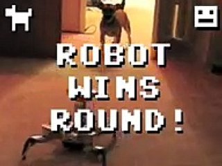 Puppy Vs. Robot! Epic Battle For Territorial Domination!