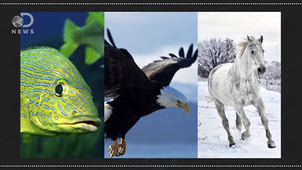 Why Did Our Toes Evolve To Look So Weird? #AskDNews