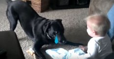 This Dog Gets Frustrated When That Baby Won't Throw His Toy