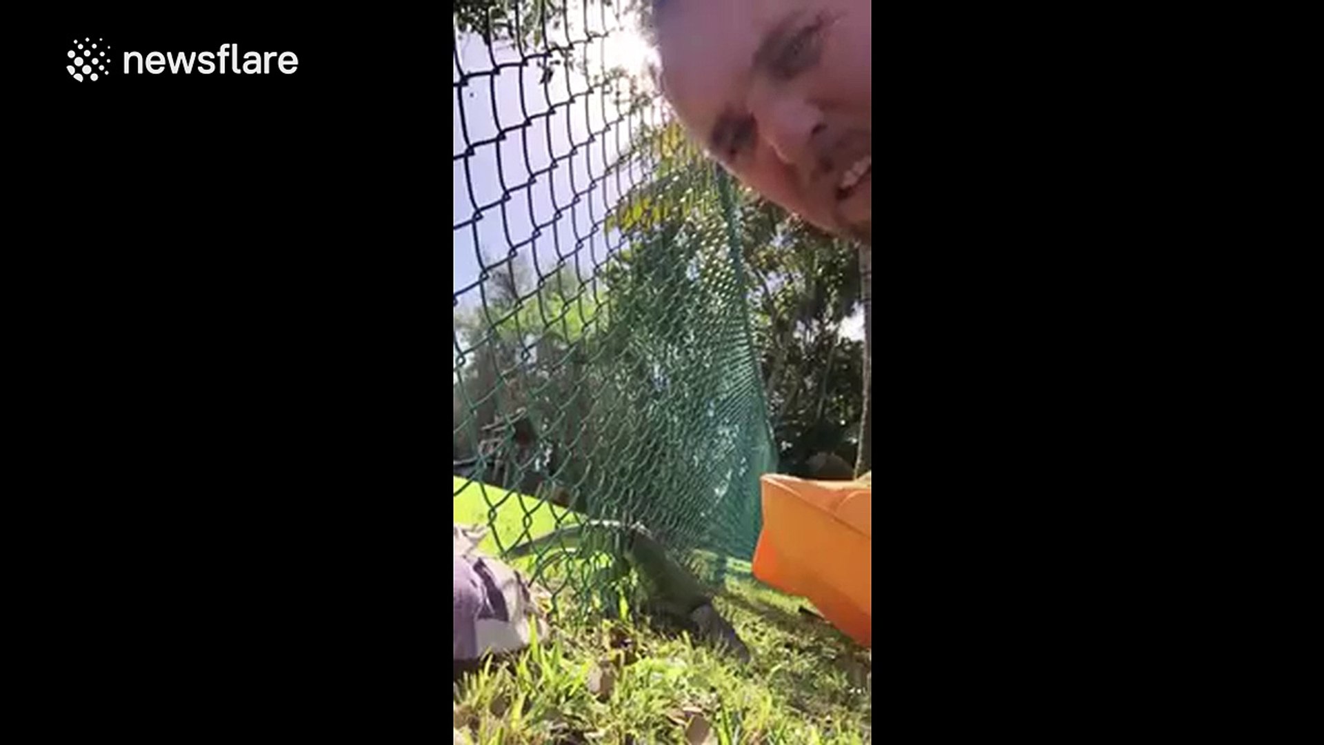 Man saves iguana stuck in a fence