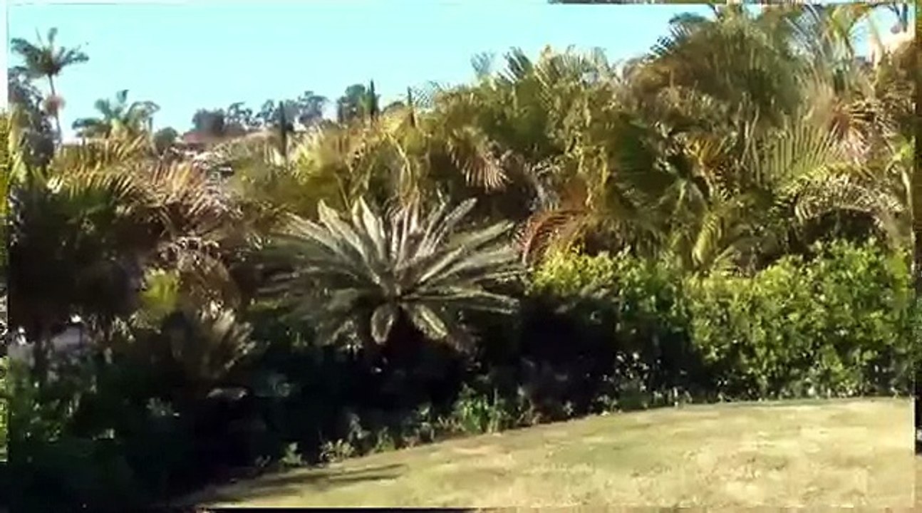 Gato escapa de un perro profesionalmente  | Jack escapes from a dog professionally