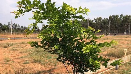 North bangalore biaapa approved sites devanahalli town