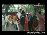Groom Fall Down From Horse During Marriage
