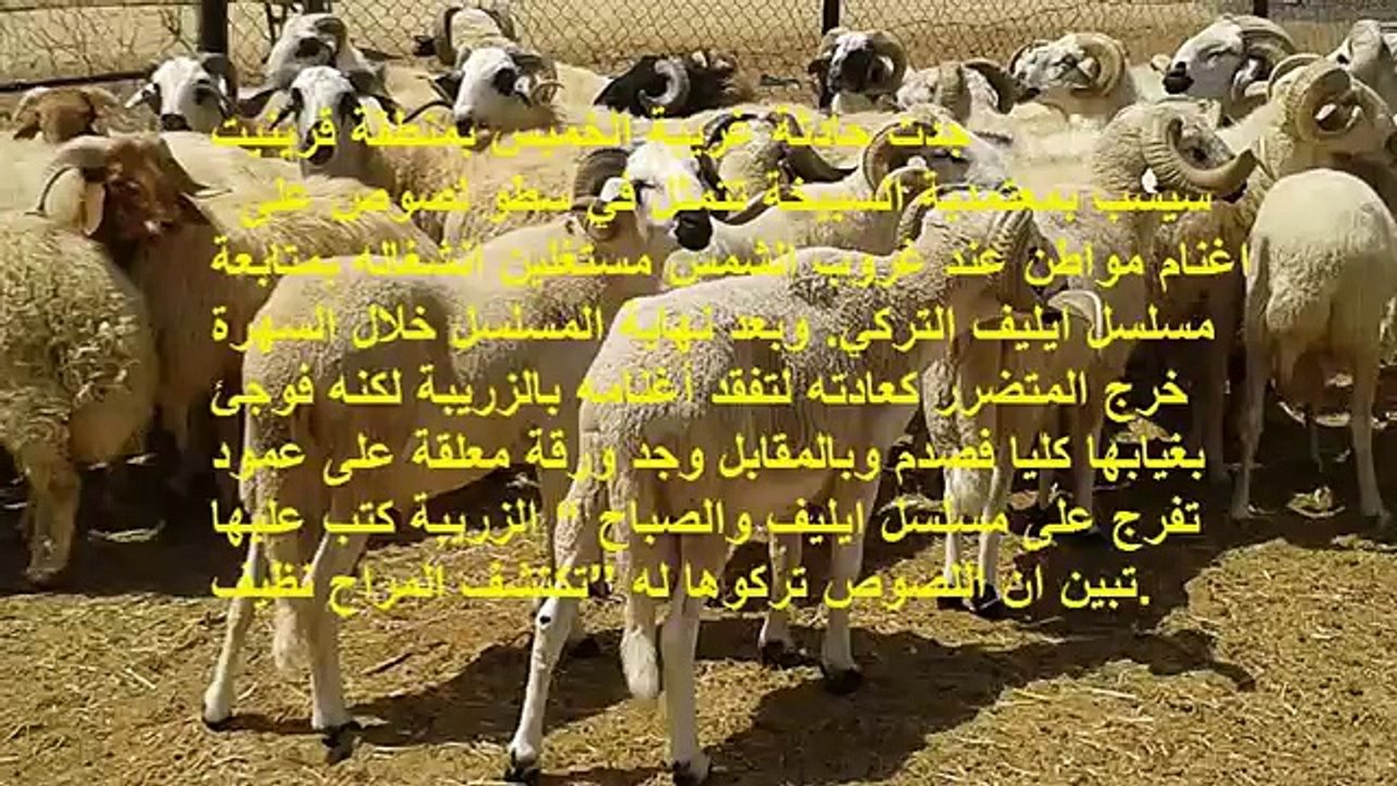 القيروان  سرقوا أغنامه أثناء انشغاله بمشاهدة مسلسل ايليف و تركوا له رسالة ساخرة