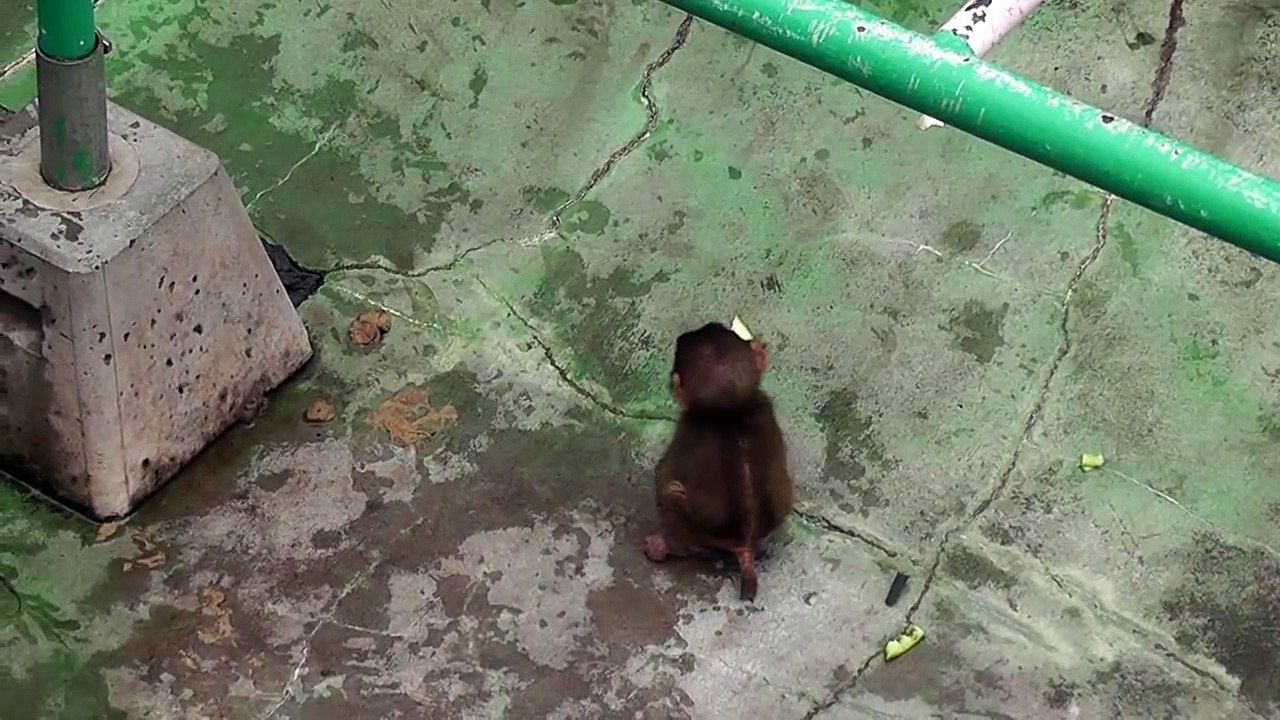 Baby Monkey. ニホンザルの赤ちゃん生後36日目（釧路動物園）No.1