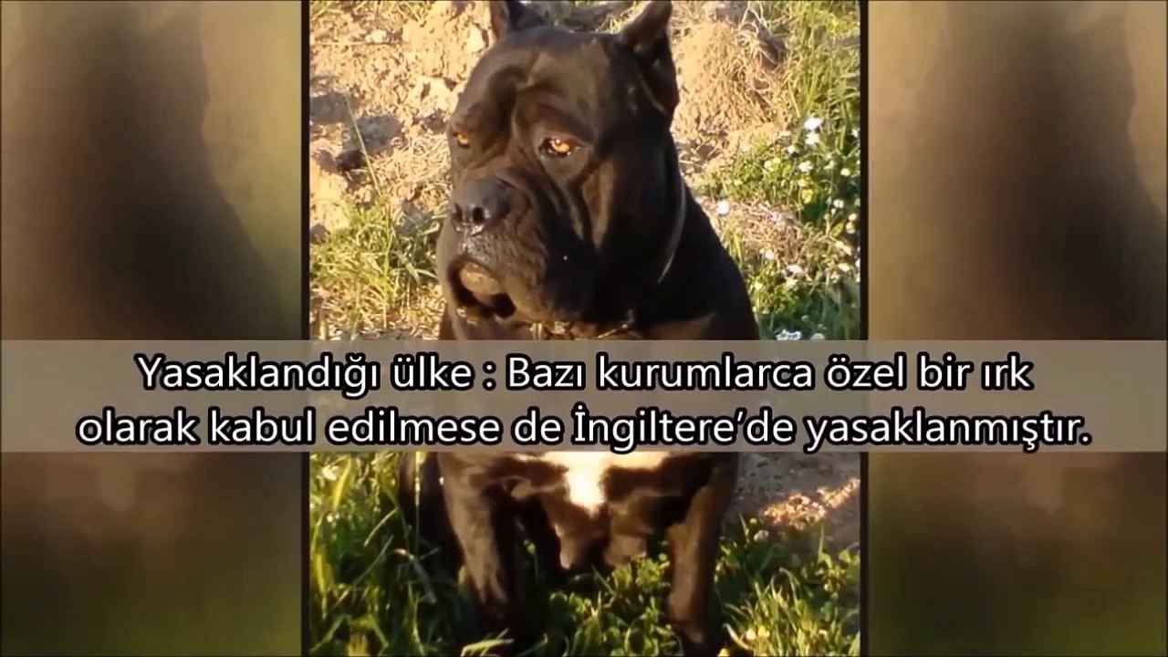 Yasaklanmış 10 Köpek Irkı