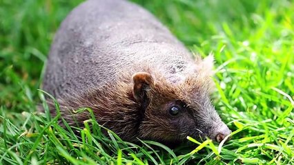 Les difficultés vont vous amène à reconnaître 12 animaux dépourvus de poils