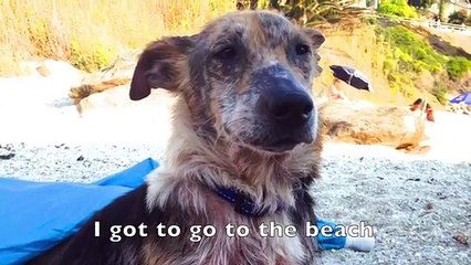 E' stato buttato in mezzo ad una strada perchè brutto ma guardatelo adesso