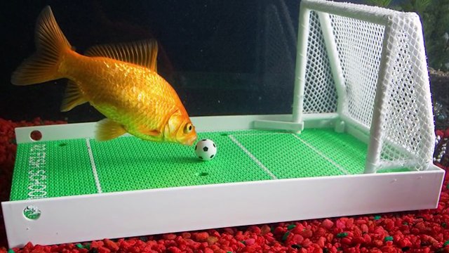 Animaux produites pour 15 produits intéressants-BUZZ ME IT-