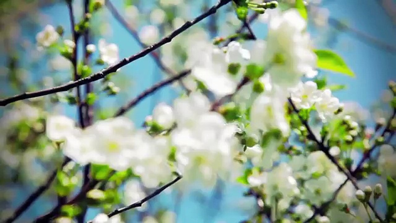Bahar Aayi Hai Dil Waqf E Yar (Nazam)