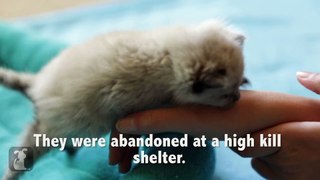 5 Siamese Kittens Take My Legs Hostage! - Kitten Love