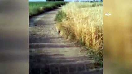 Yılanların yol ortasındaki dansı görüntülendi