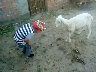 Little Boy VS Goat