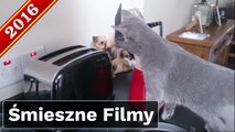 Śmieszne Filmy 2016 ☆ Najlepsze Wypadki Wpadki i Hity Internetu Kompilacja Vol 3