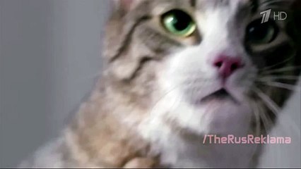 Реклама Kitekat - Китикет - Борис Фотокот