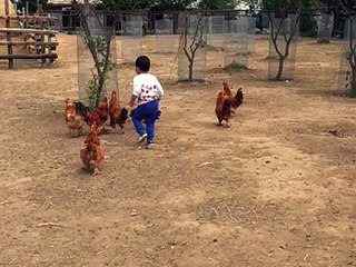 Funny Chicken Attacks Little Boy