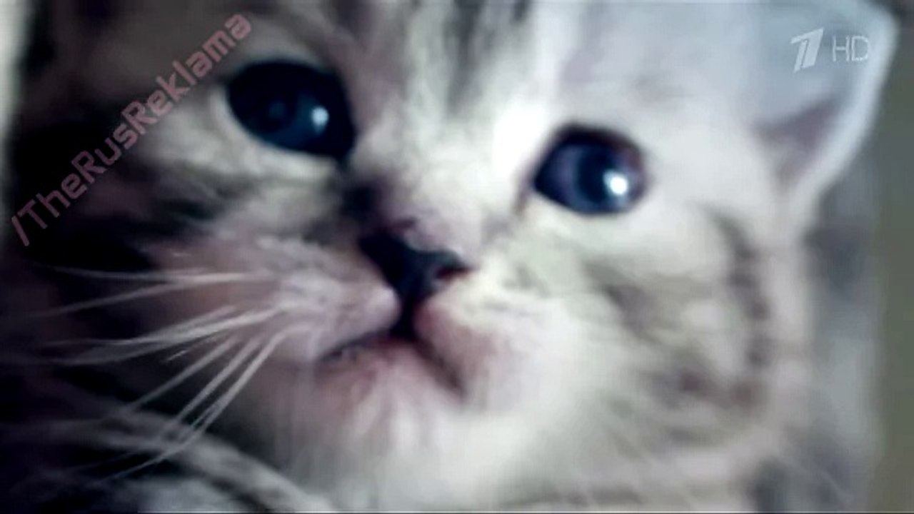 Реклама Whiskas - Вискас для котят 2015