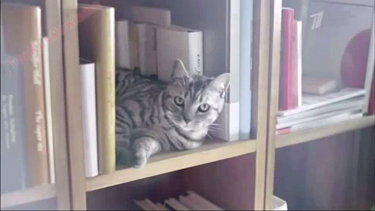 Реклама Whiskas 2014 - Вискас мясной