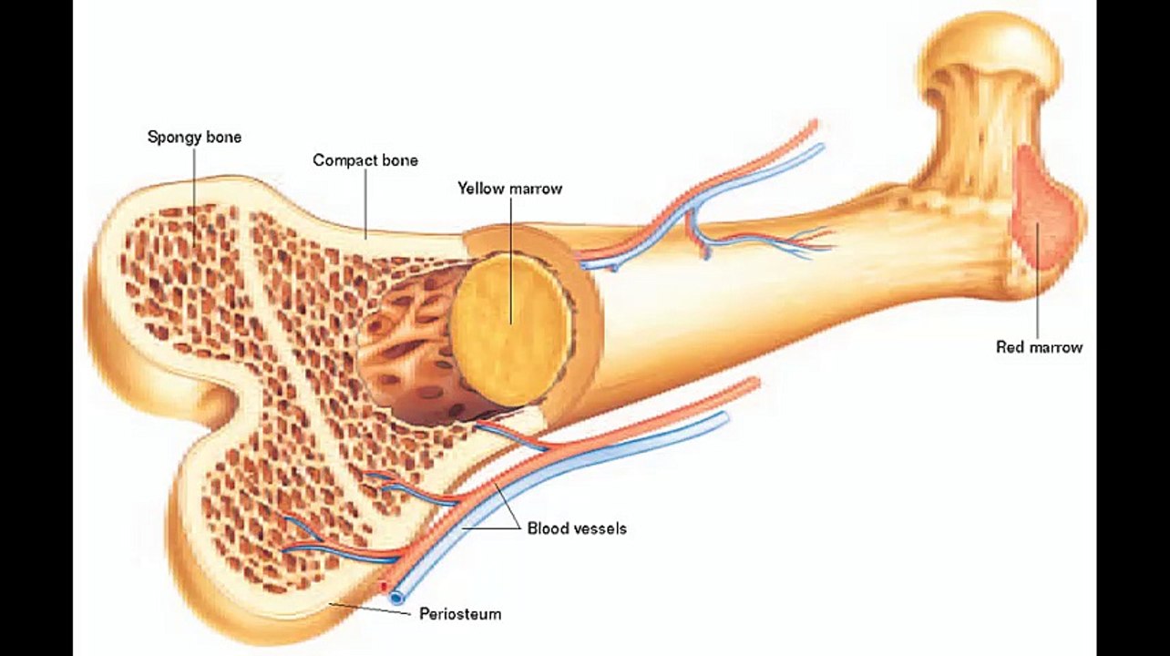 human body bones for all students || Body Scaleton Bones || Head Bones
