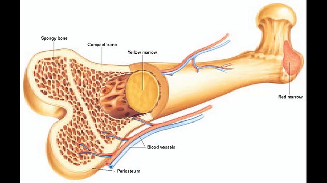 human body bones for all students || Body Scaleton Bones || Head Bones