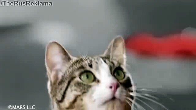 Реклама Китикет - Утренняя зарядка Бориса