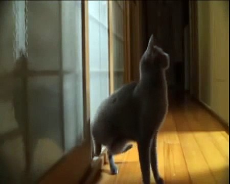 Котэ смешно стучится в дверь!