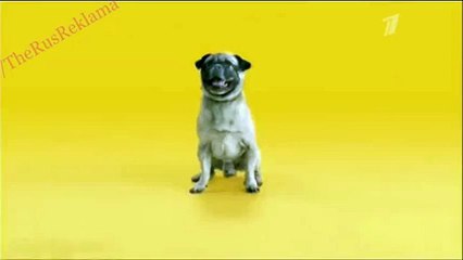 Реклама Педигри - Новая формула здорового питания