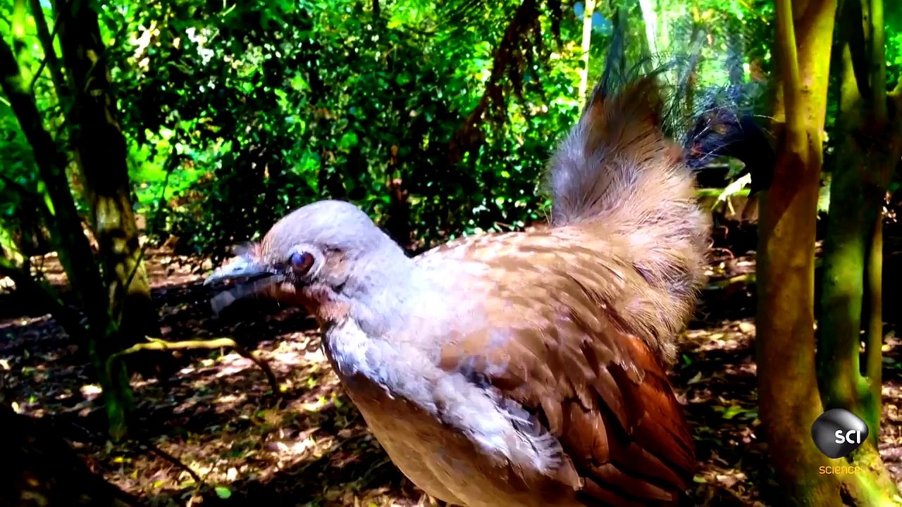 What Makes the Lyrebird Natures Best Mimic?